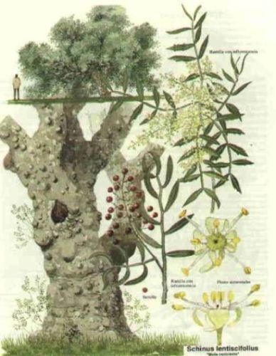 Arbor Molle - Schinus molle - Перечное дерево калифорнийское